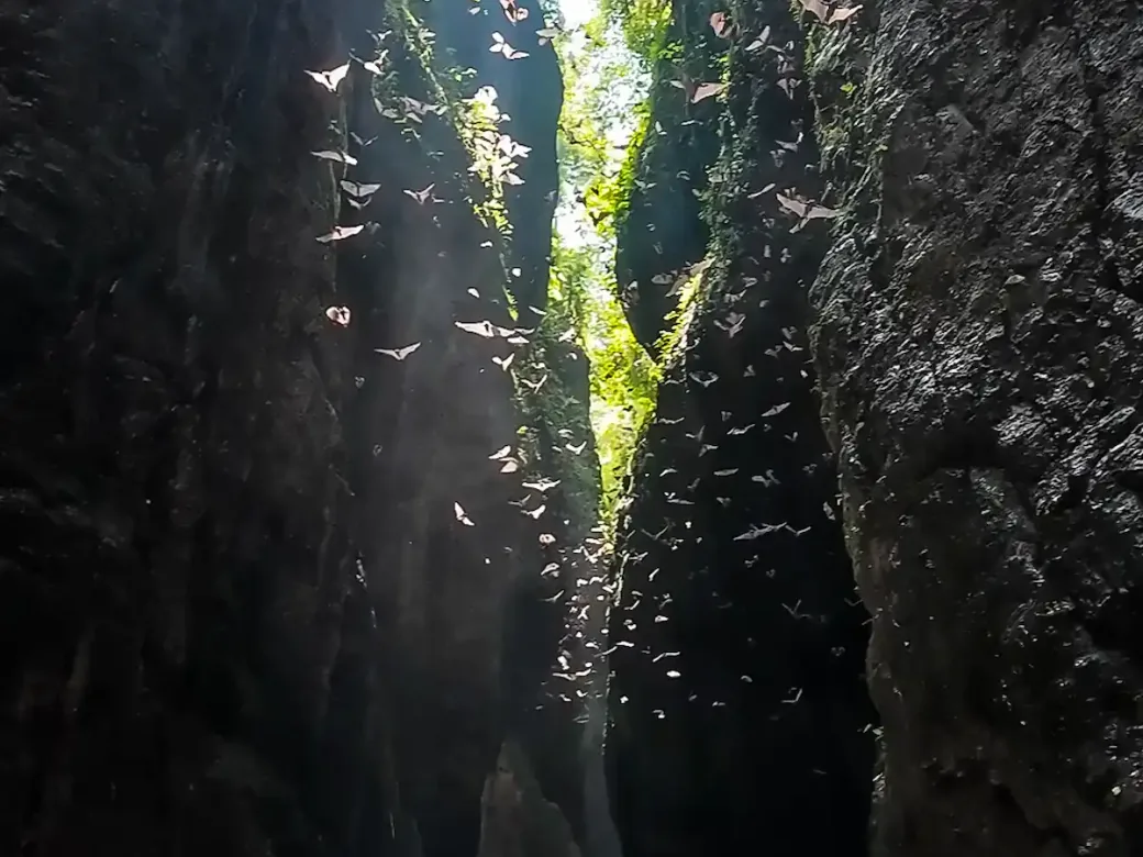Bats flying through a narrow canyon on the Sambangan canyon route