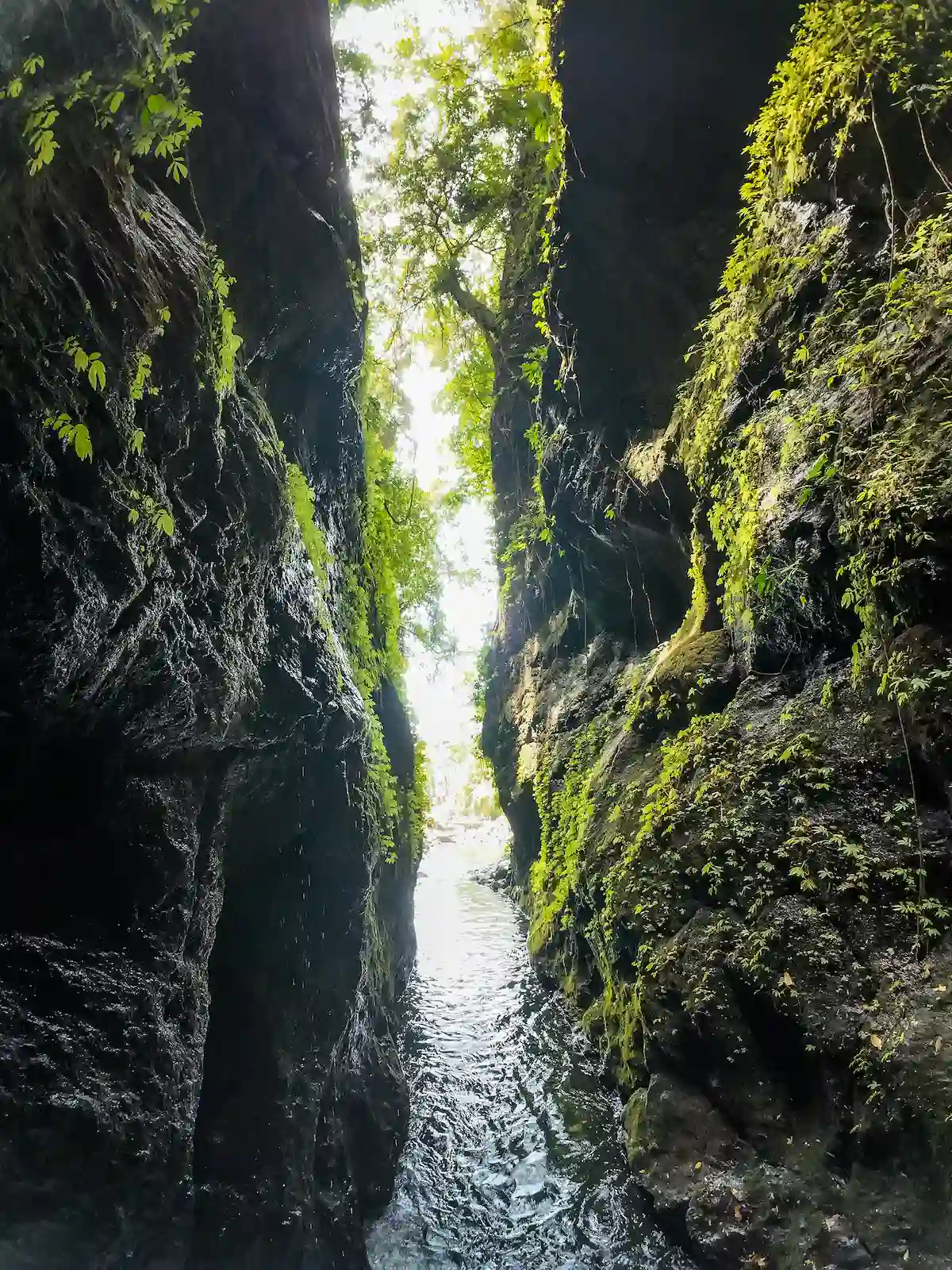 Looking up through a narrow, moss-covered canyon slot toward the sky